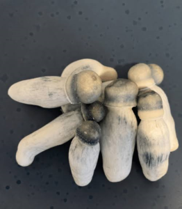 Albino Penis Envy Mushrooms (APE)
