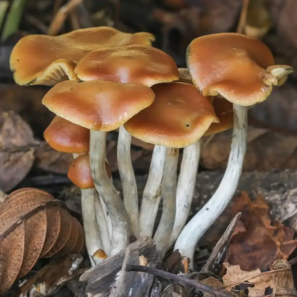 Wavy Caps Mushrooms