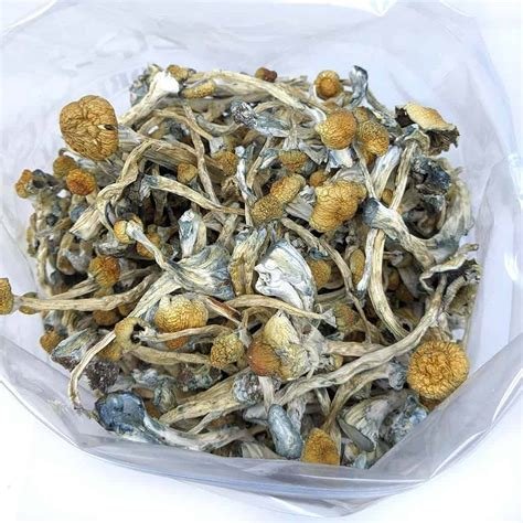 Golden Teachers Magic Mushrooms