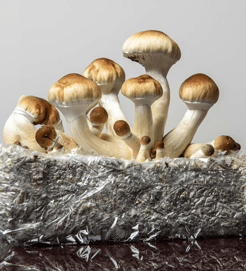 Flow State Microdosing
