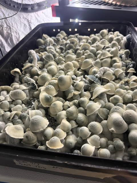 Albino Penis Envy Mushrooms (APE)
