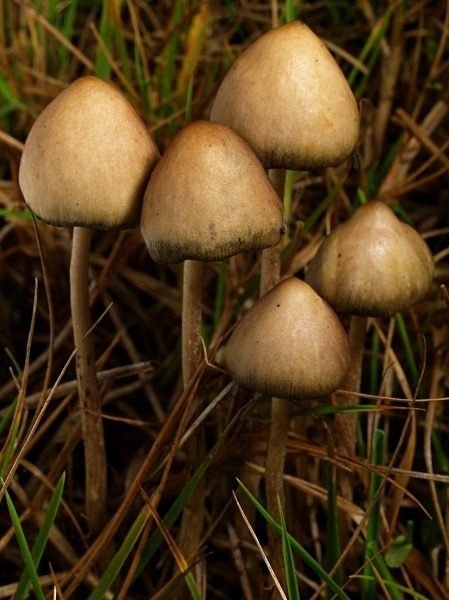 Liberty cap mushrooms
